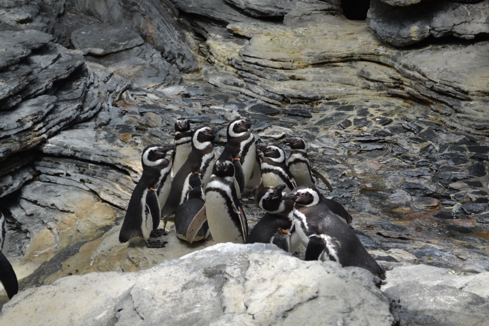 Pinguini la oceanariul din lisabona